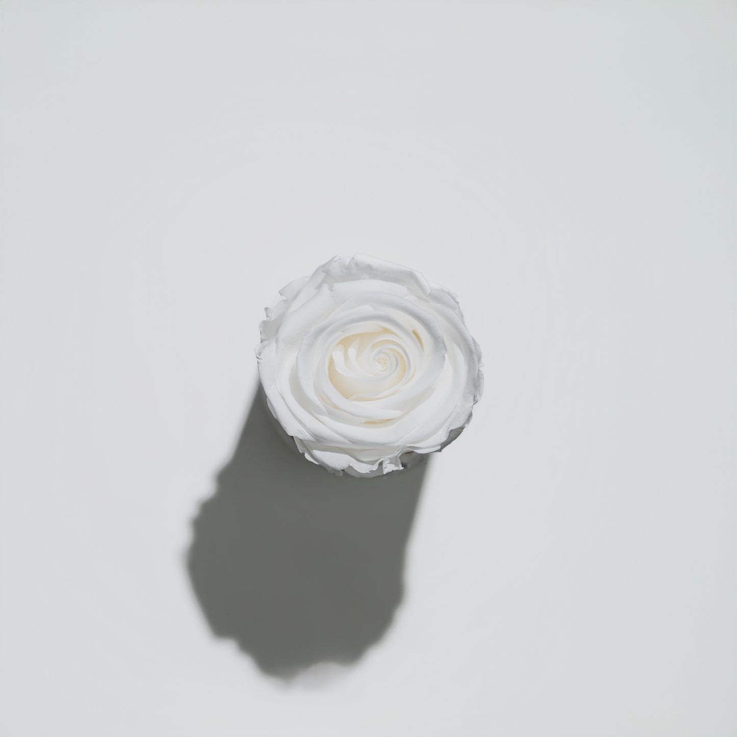 Holiday Collection - Gardenia & Rose