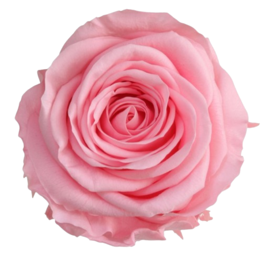 Single Rose Box