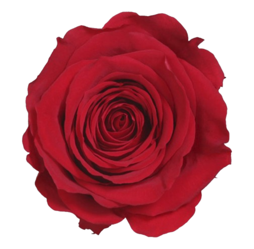Single Rose Box