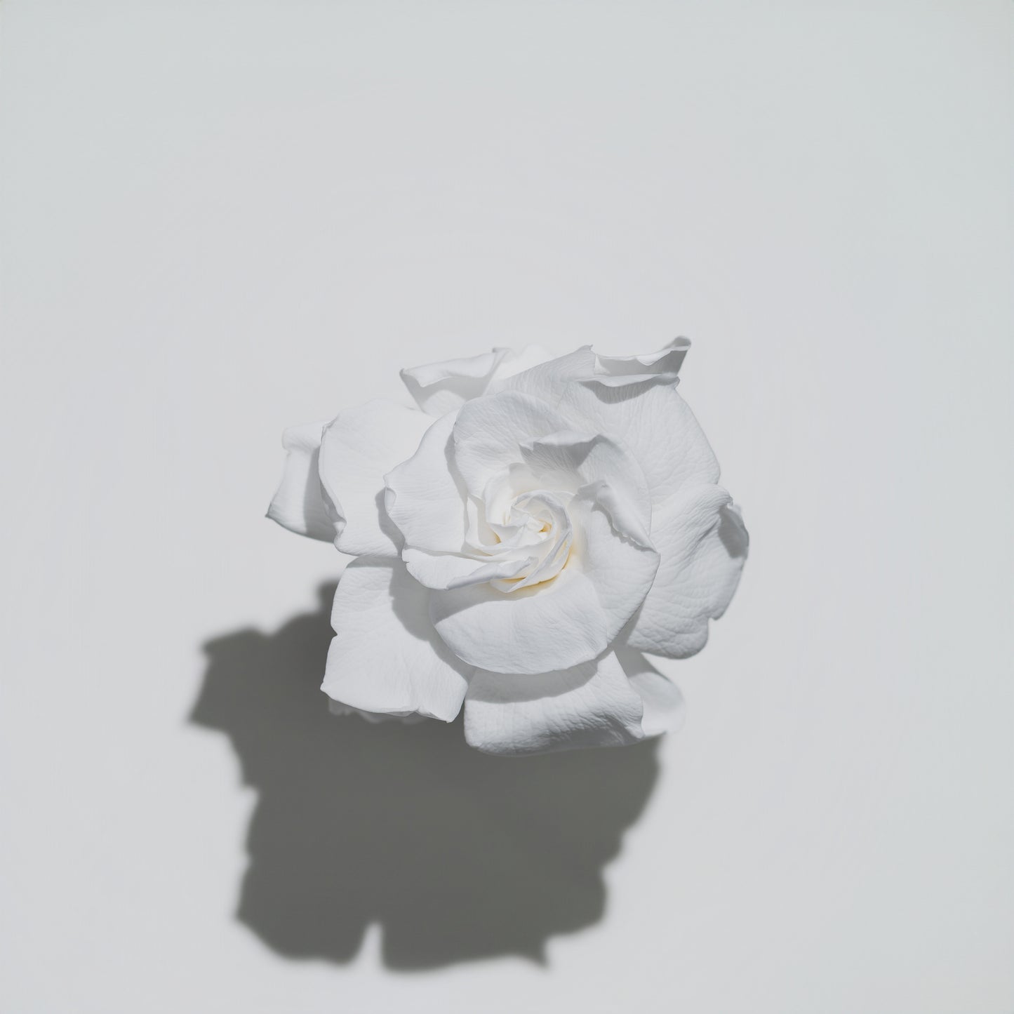 Holiday Collection - Gardenia & Rose