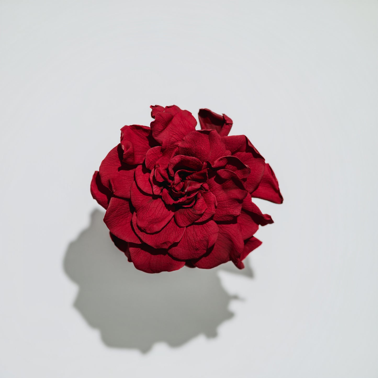 Holiday Collection - Gardenia & Rose