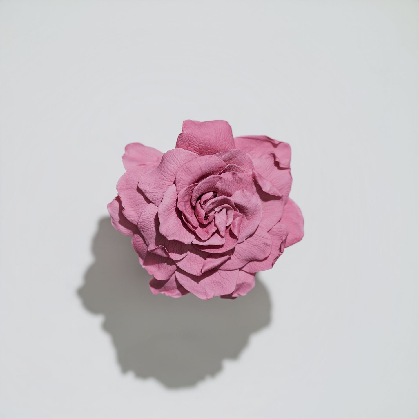 Holiday Collection - Gardenia & Rose