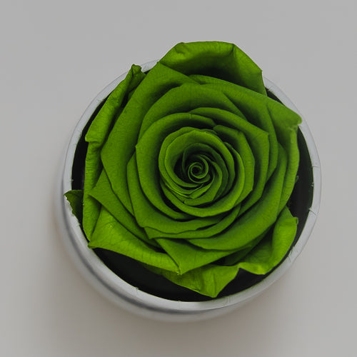 Individual Rose Box
